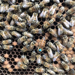 Atelier ruches & biodiversité