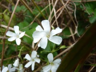 photo 2020-05-16 Gwenael (6)
