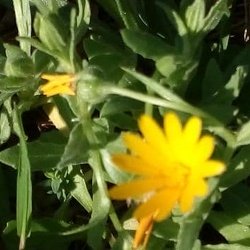 2020_01_31_Plantes aromatiques dans les Alpilles