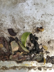 Crottes trouvées sur la ruche (hérisson ?)