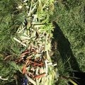 IMG 0705