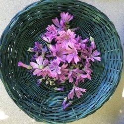 Les rendez-vous des jardins