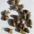 IMG 6883