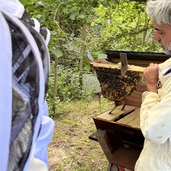 2024_05_13 plantations et monde de l'abeille