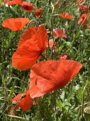 FTLV-17 Mai 2024 - ARLES-credit Renaudin Maïlis (29)