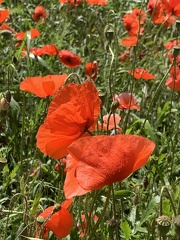 FTLV-17 Mai 2024 - ARLES-credit Renaudin Maïlis (30)