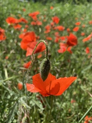 FTLV-17 Mai 2024 - ARLES-credit Renaudin Maïlis (31)