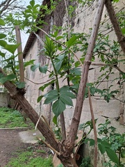 ATE 2025-02-07 (10)