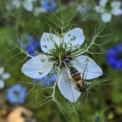 2025-05-18-rdv des jardins#35