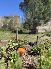 IMG 7097