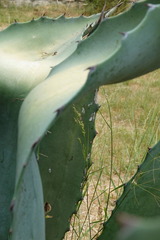 Verrerie-Gerda ROELEVELD 1